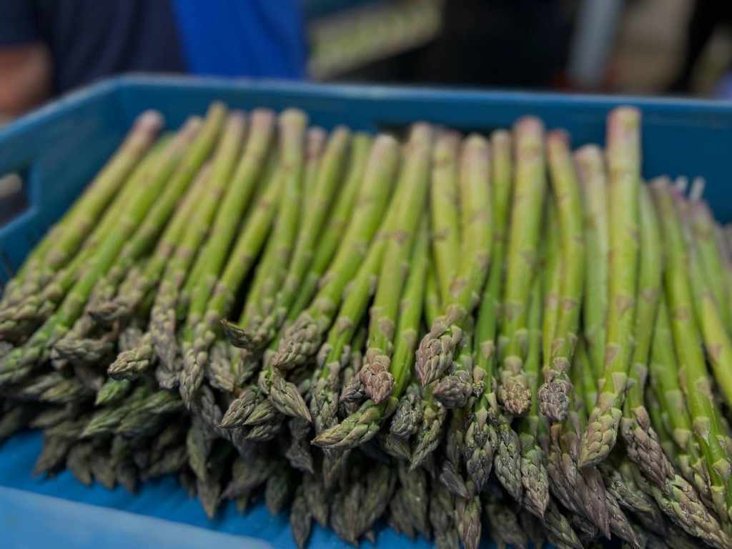 Asparagus Moravia s.r.o.