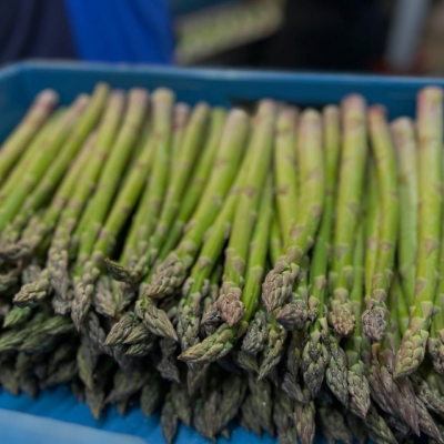 Asparagus Moravia s.r.o.