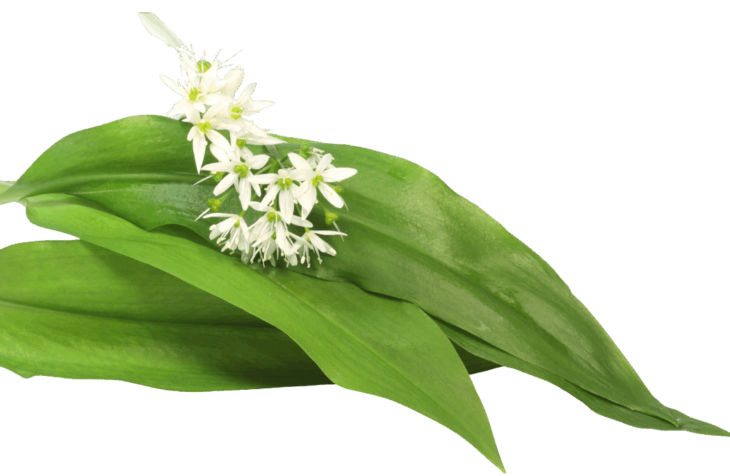 Mědvědí česnek