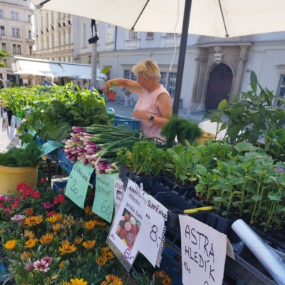 Ing. Vlastimil Sedláček